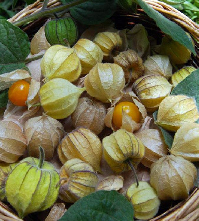 Hạt Giống Cây Thù Lù Nam Mỹ( Cây anh đào đất ) - gói 50 hạt