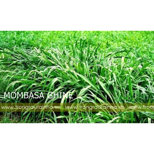 Hạt giống cỏ mombasa ghine - cỏ xả lá lớn gói 500g - hạt giống cỏ chăn nuôi