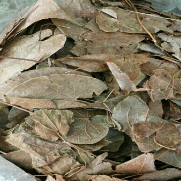 250g lá dâm dương hoắc