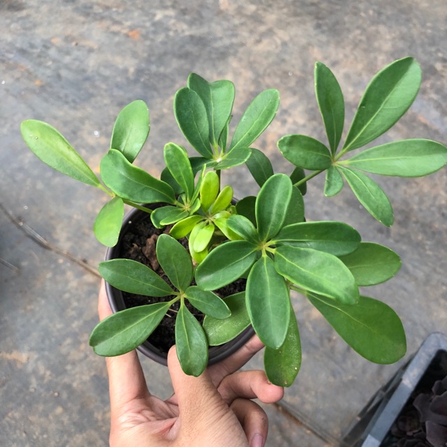 02 cây giống ngũ gia bì 981sp 683sp