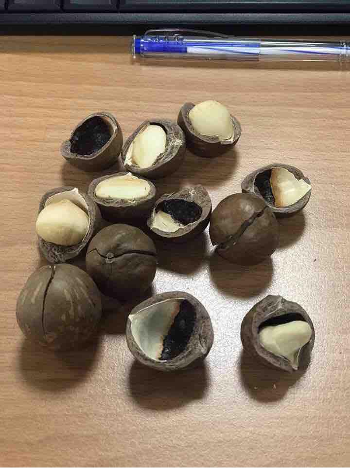 Hạt Macca (Macadamia) Đăk Lăk