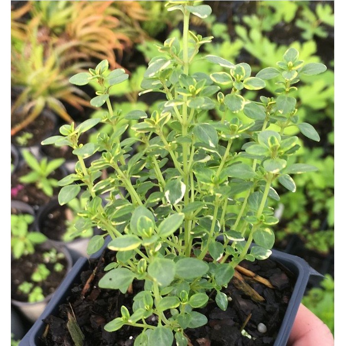 Hạt giống Cỏ Xạ Hương (Thyme) - Gói 100 hạt