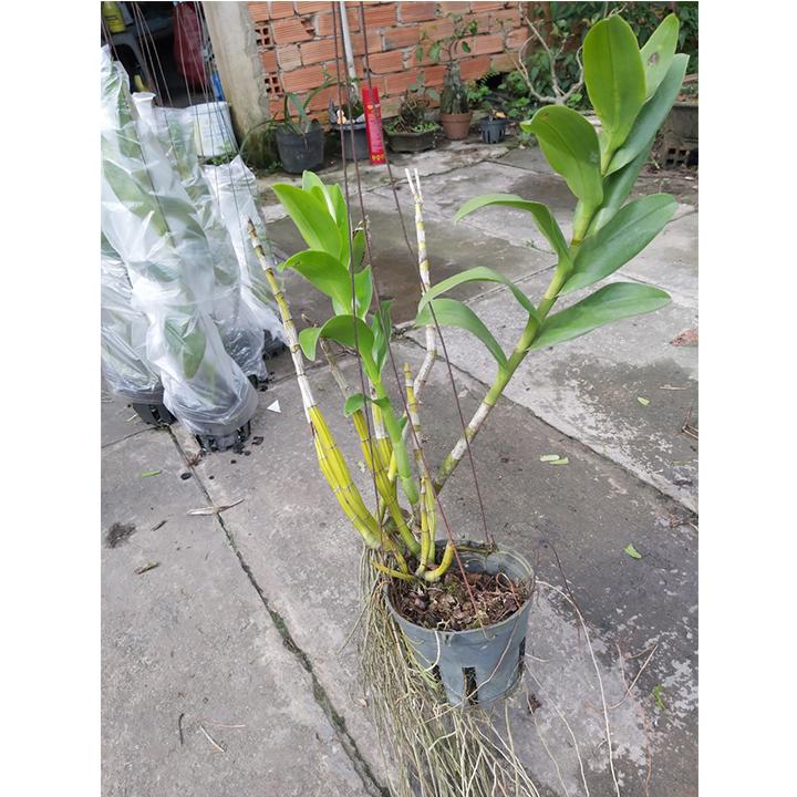[HCM]cây lan denro nắng [ cây trưởng thành ]
