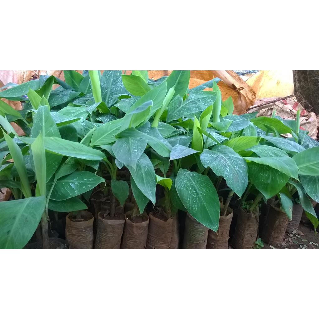 Cây giống chuối sứ [ tên gọi khác : chuối xiêm, chuối mốc , cam kết chuẩn giống 100%].