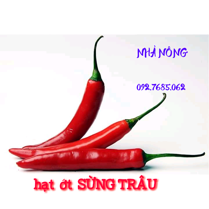 HẠT ỚT SỪNG TRÂU F1 ( GÓI 50 HẠT)