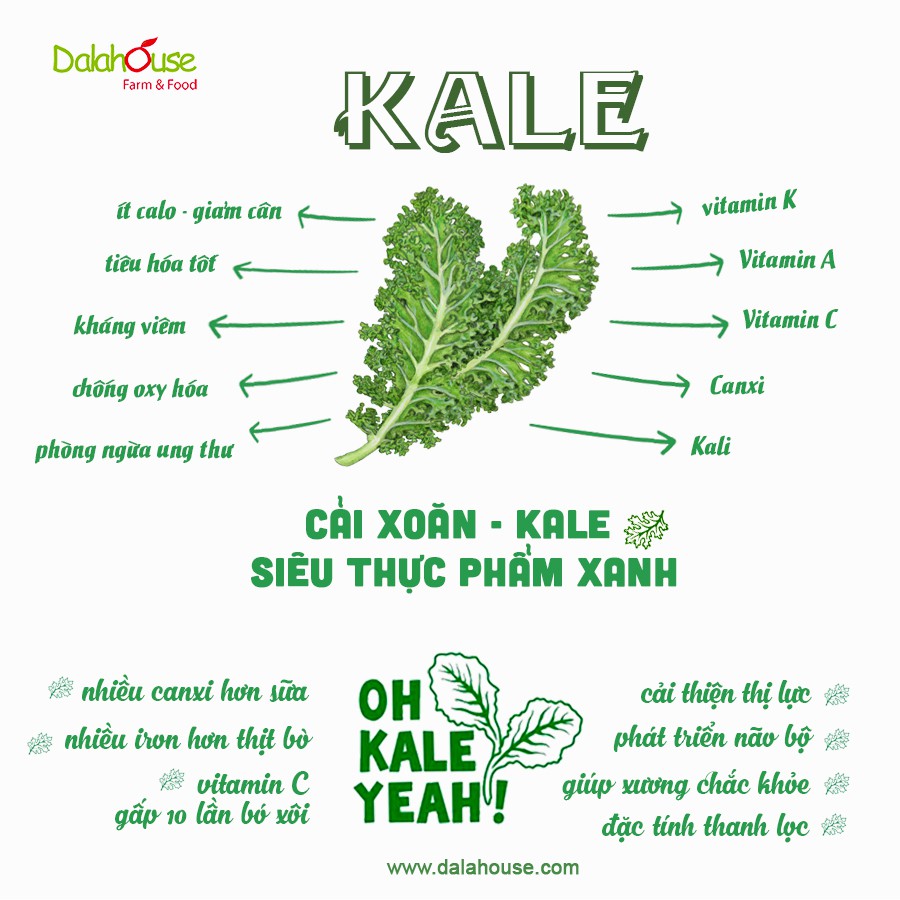 [DALAHOUSE] Bột Cải Xoăn (Kale Powder) - hộp thiếc 150 gram