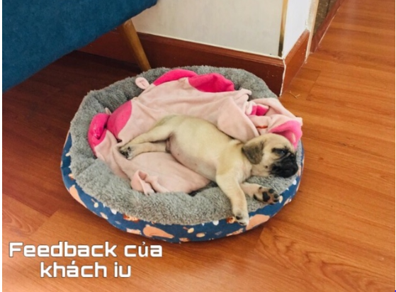 ổ nệm tròn cho chó mèo ( màu ngẫu nhiên)