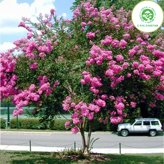 Cây hoa tường vi cao 60-70 cm đang hoa