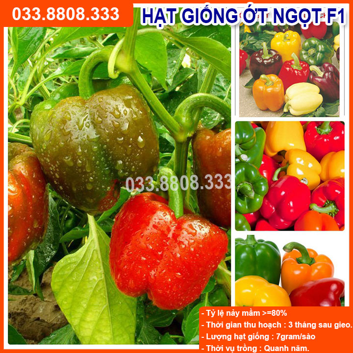 Hạt giống Ớt Chuông ( Ớt ngọt )