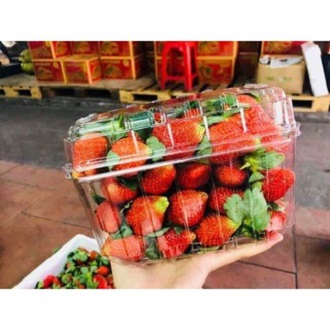 Hộp nhựa đựng trái cây Jadebox ( 0,5kg - 1kg )