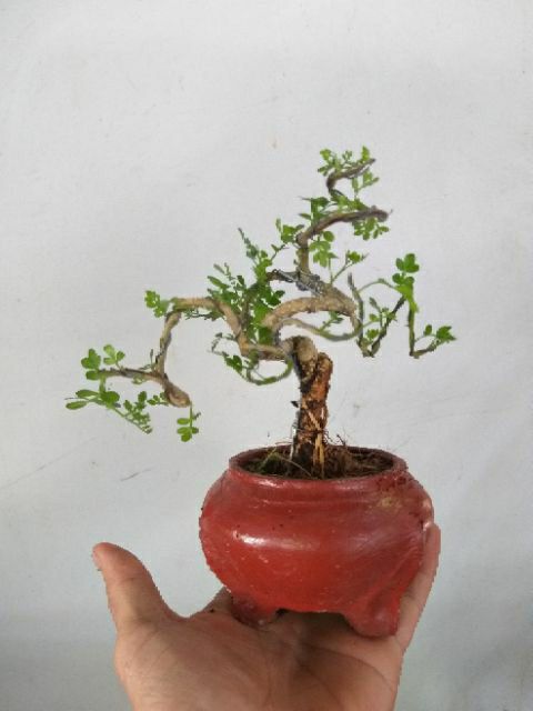 [HCM]Cần Thăng Bonsai mini