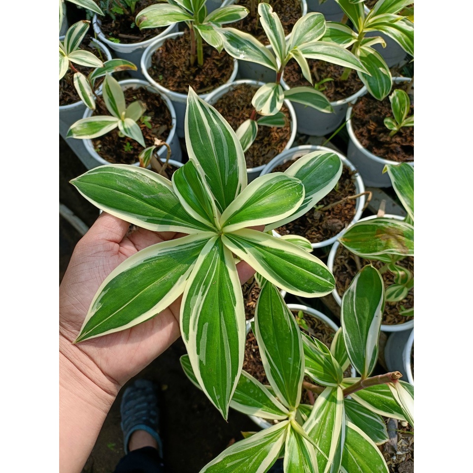 Cây Cát lồi đột biến/ Môn chong chóng Var