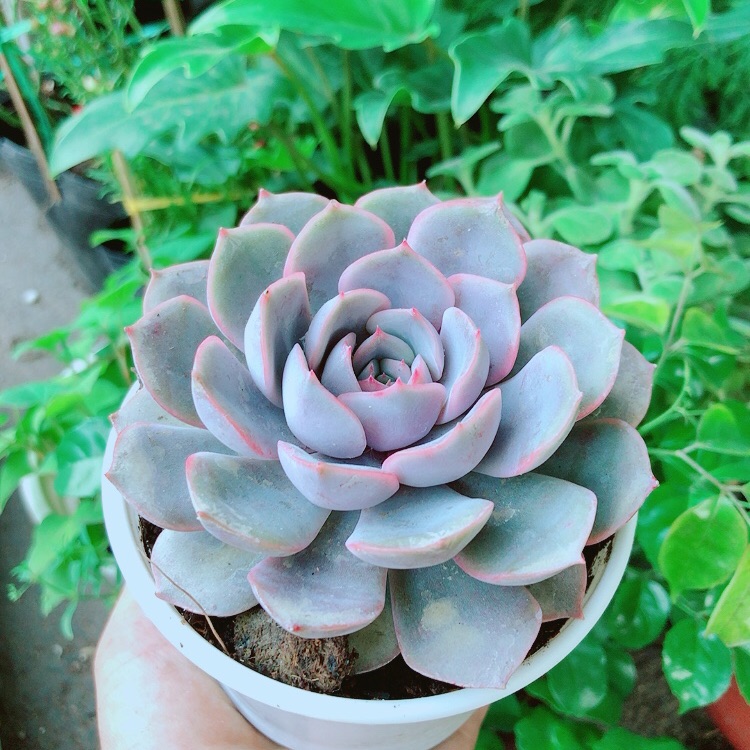 Sen đá tím cánh cứng