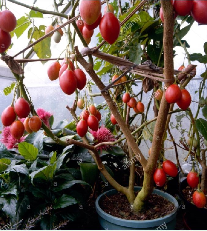 "Gói 10 Hạt " Hạt giống cà chua thân gỗ