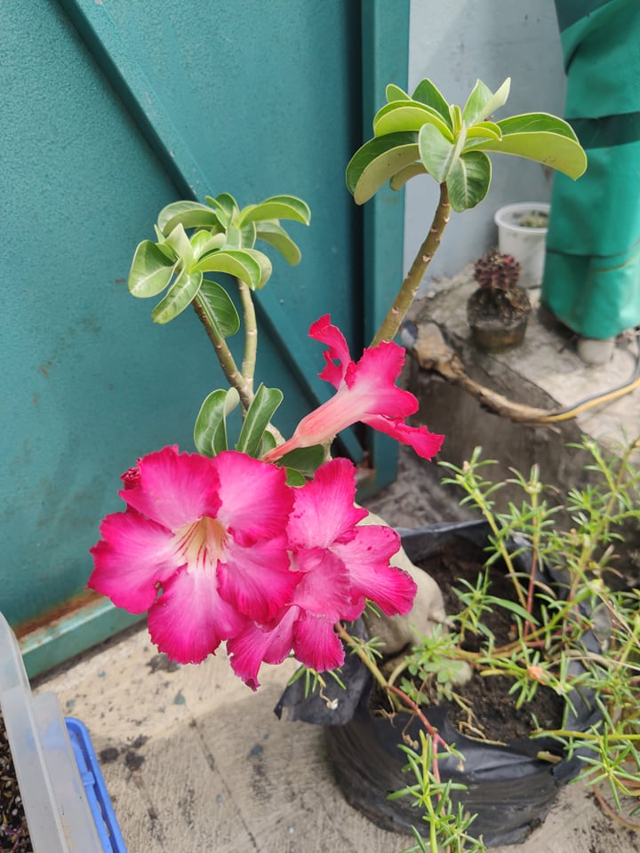 [HCM]Cây sứ bo gieo hạt sứ con 15~20cm