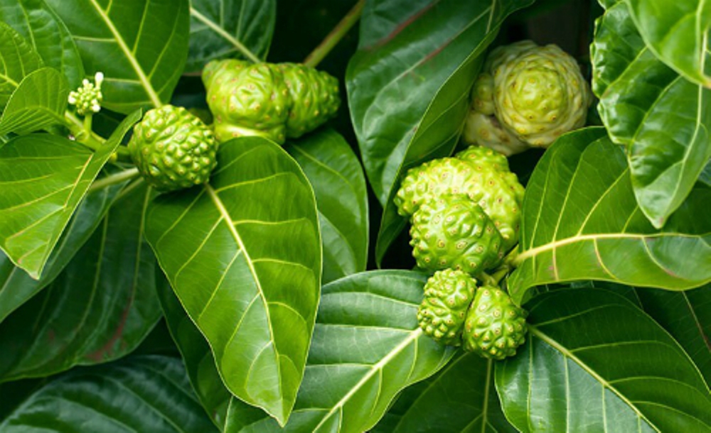Lá nhàu tươi - gói 1kg