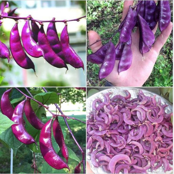 Hạt Giống Đậu Ván Tím F1 - 5 hạt gói