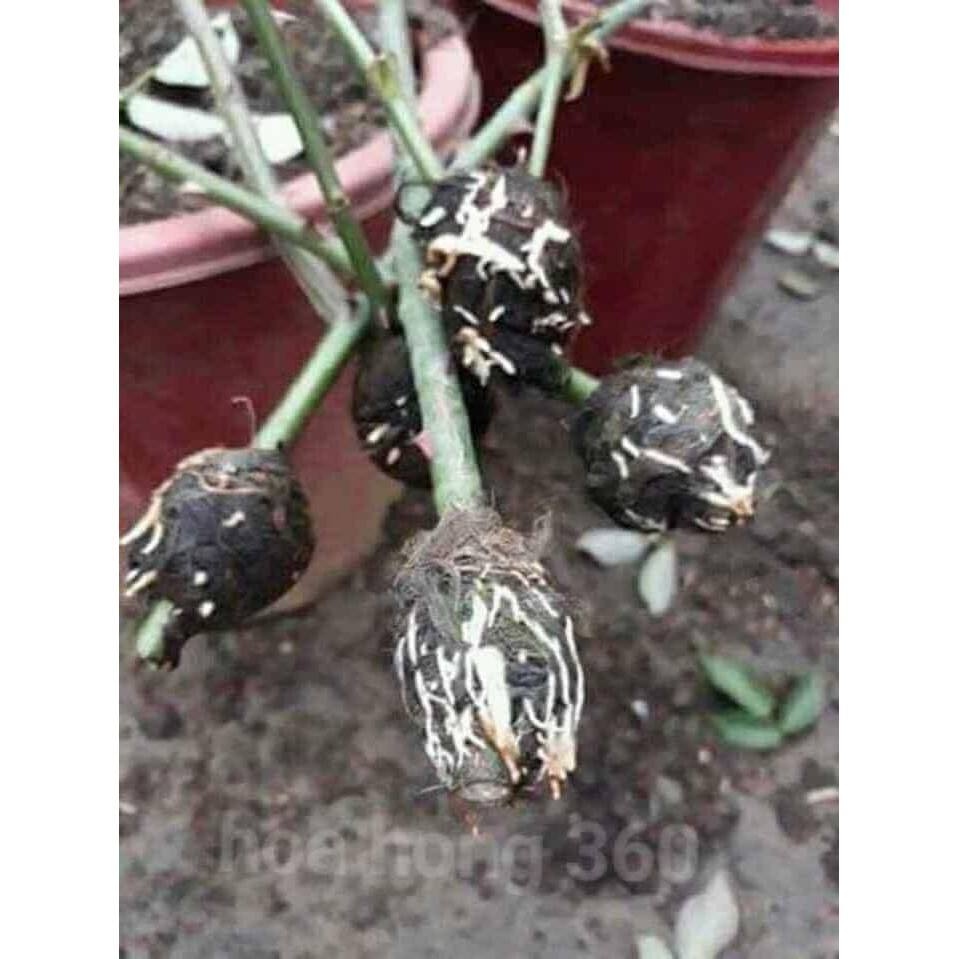 Cành Chiết Hoa Hồng Ngoại Royal. (Giống Hoa Hồng)