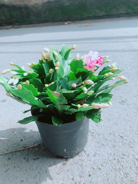 Chậu Tiểu Quỳnh (Càng Cua)