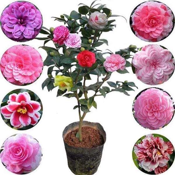 Combo 5 cây giống hoa trà my ngũ sắc-cây giống rễ trần - TMNS