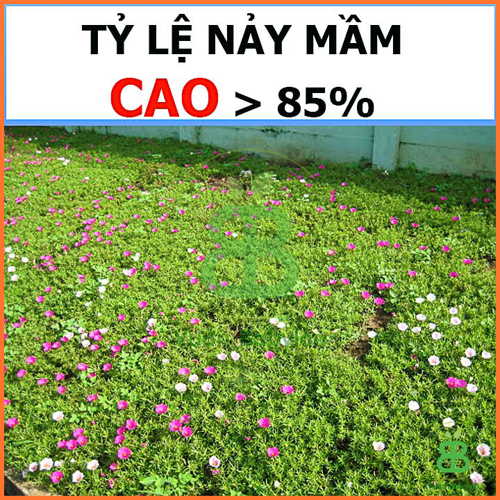 Hạt Giống Hoa Mười Giờ ĐƠN Mix Nhiều Màu