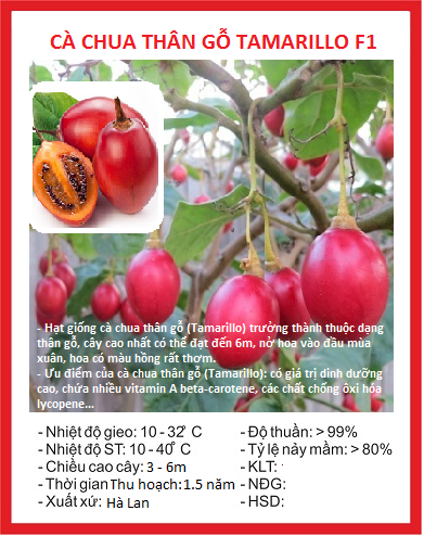 Hạt giống cà chua thân gỗ Tamarillo quả đỏ - Gói 10 hạt