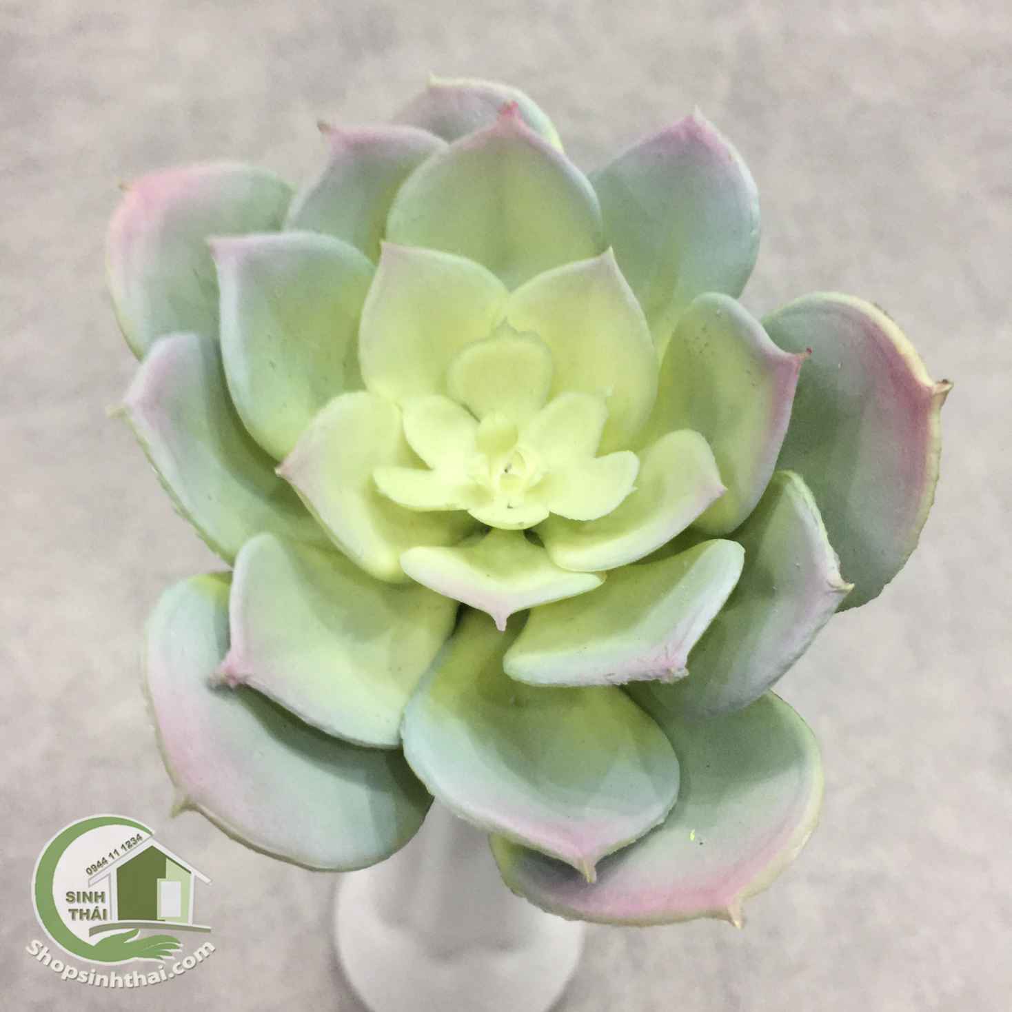 Hoa sen đá giả màu trắng xám - cây sen đá hoa hồng bằng nhựa dẻo loại lớn
