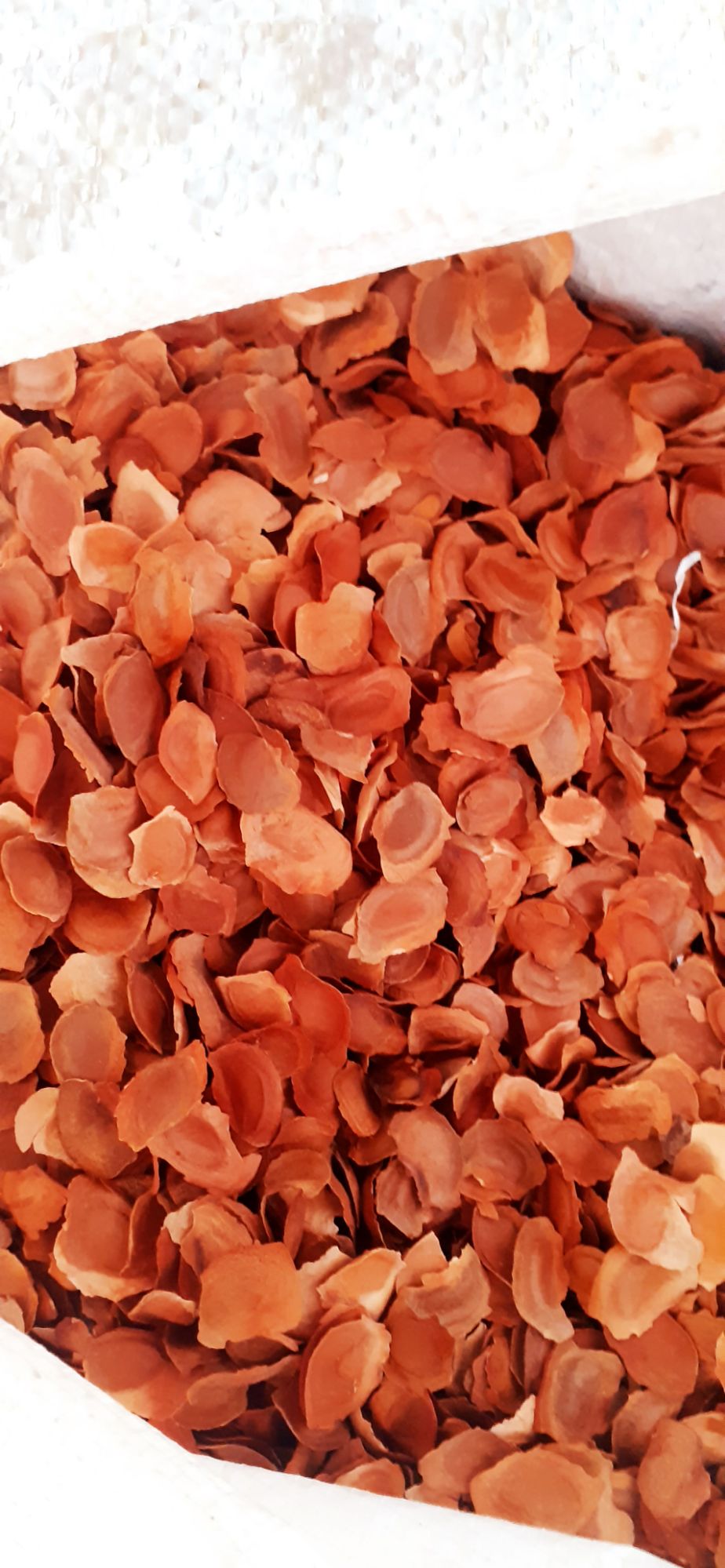 200 gram hạt xà cừ