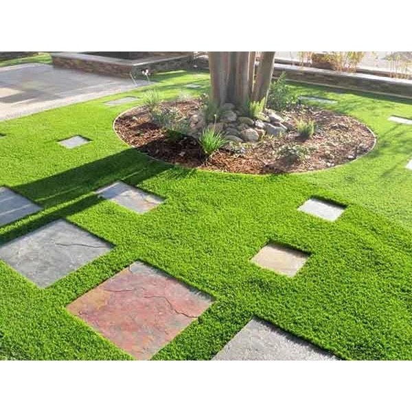 Hạt Giống Cỏ Bermuda Tự Nhiên Màu Xanh Mát - Gói 100gram Cho Sân Vườn 10m2