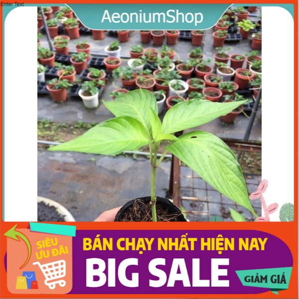 Cây cẩm tím - cây chằm khâu - gia vị nấu xôi ngũ sắc