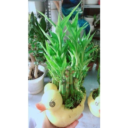 Chậu Cây Trúc Phát Tài