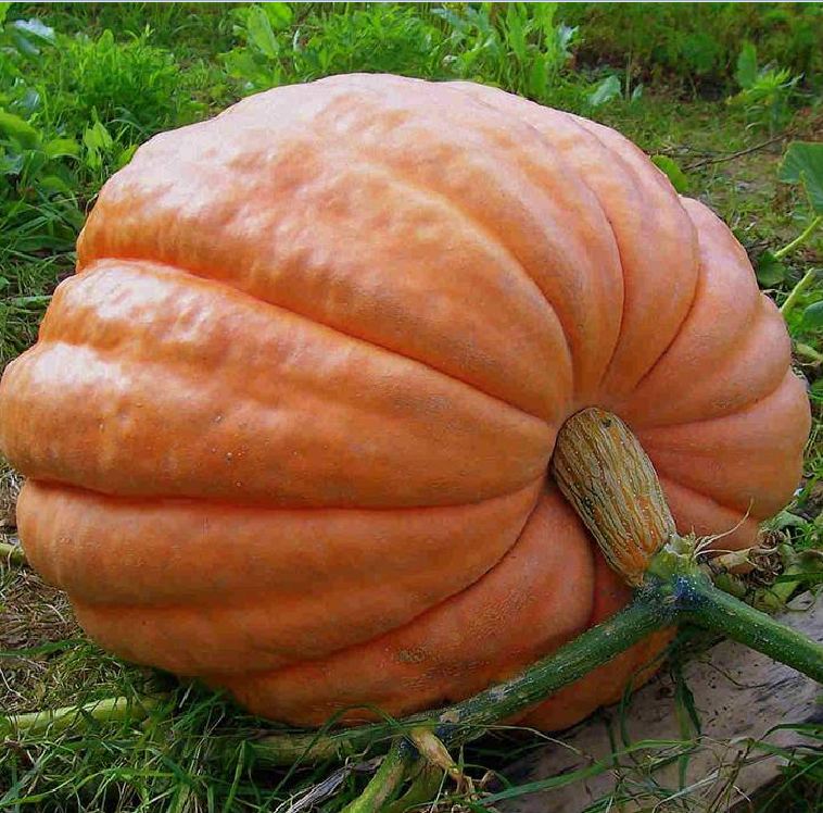 " Gói 5 "Hạt giống bí ngô khổng lồ ( bí đỏ khổng lồ ) [Seeds]