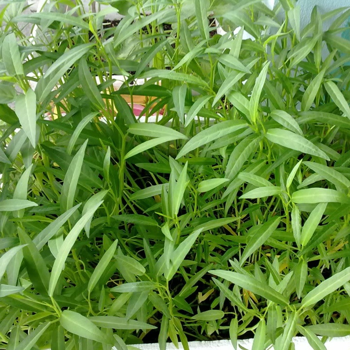 Hạt giống rau muốn gói 50gram
