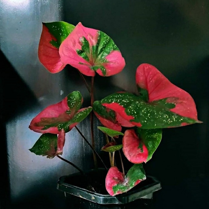 Môn Baret hình trái tim - Caladium Red Baret