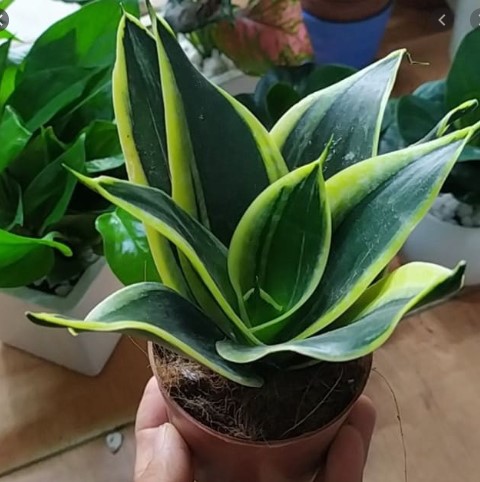 Cây lưỡi hổ