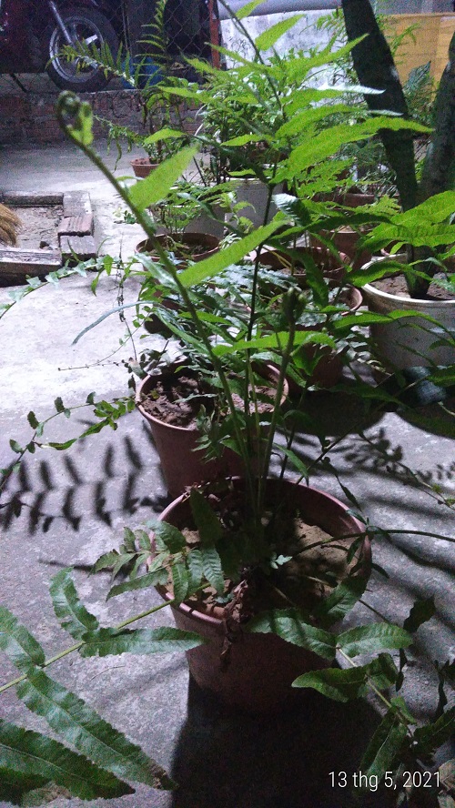 Cây dương xỉ - Cây thủy sinh
