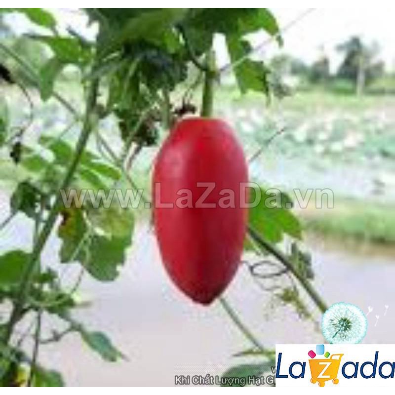 Hạt Giống Cây Bình Bát Dây Dây Bát Mãng Bát (50Hạt) a5