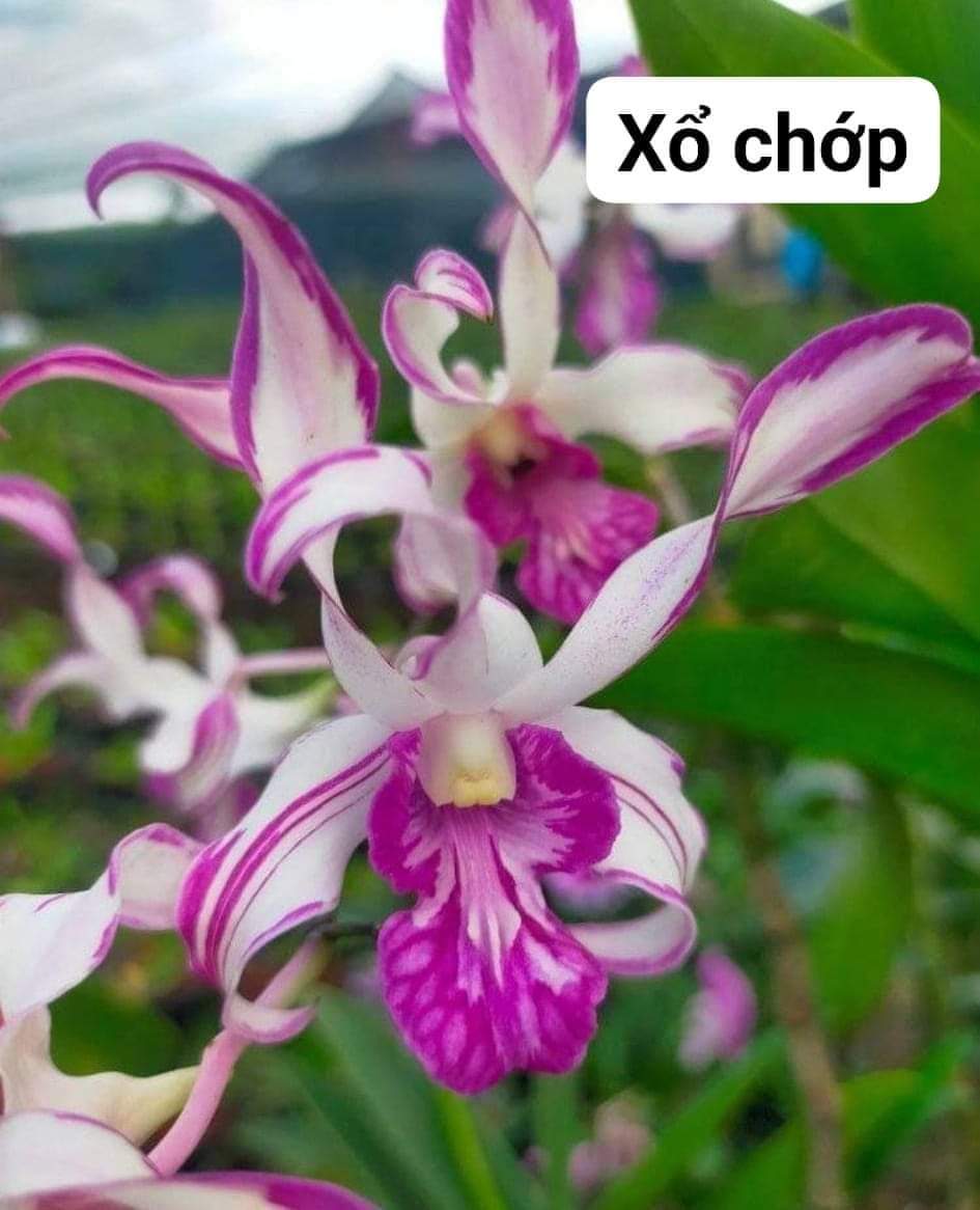 Cây giống denro nắng hổ mang sổ chớp 5% to khỏe mập dể trồng dể chăm
