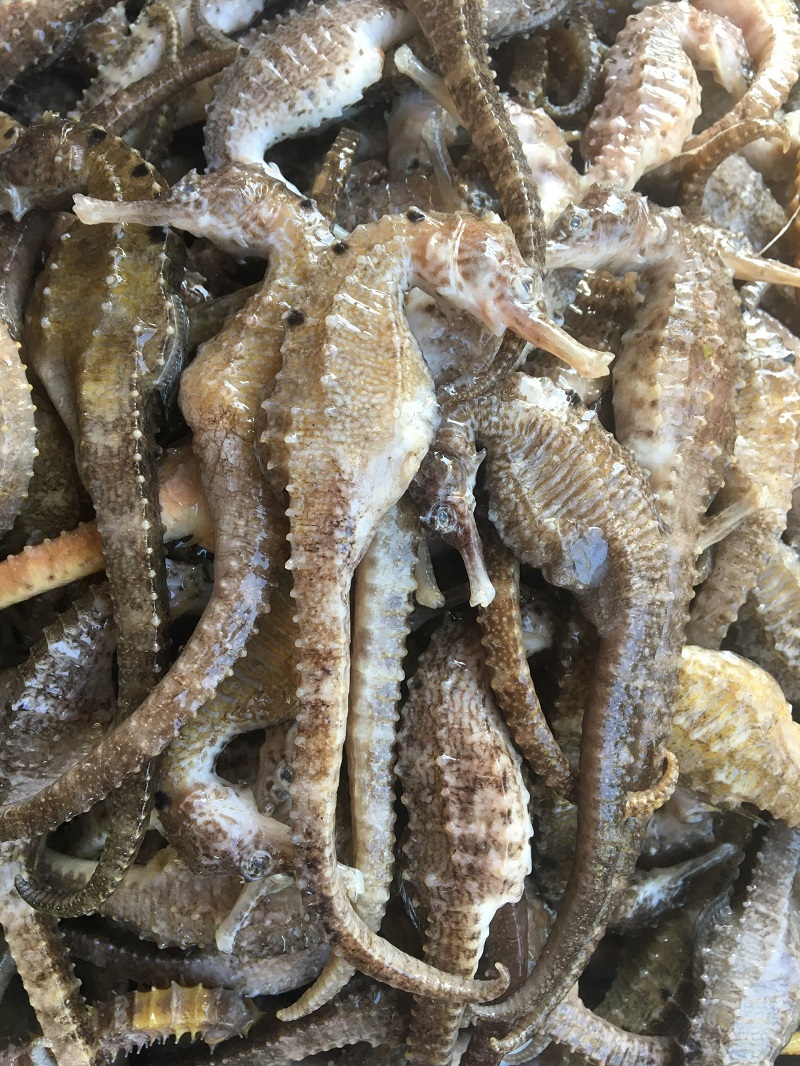 KHÔ CÁ NGỰA ( HẢI MÃ) SIZE TỨ 11cm - 12cm