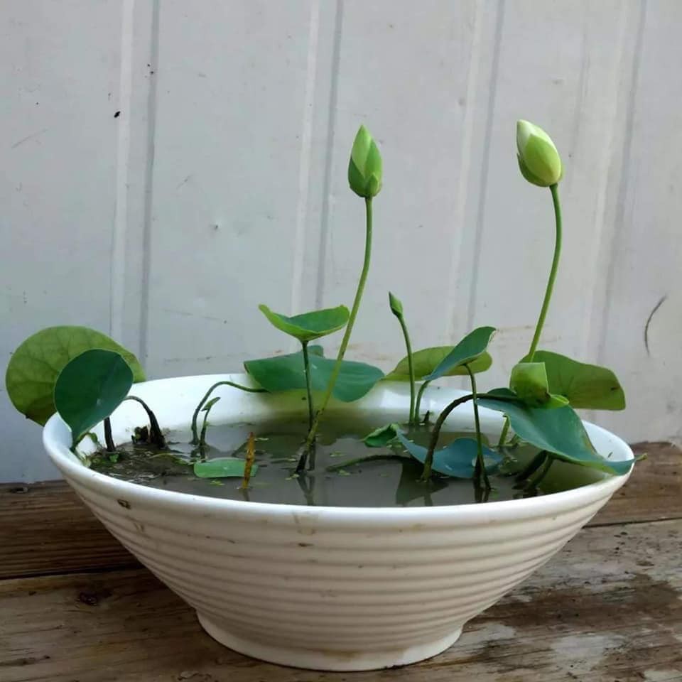 Bùn khô trồng sen nhật mini gói 200 gram