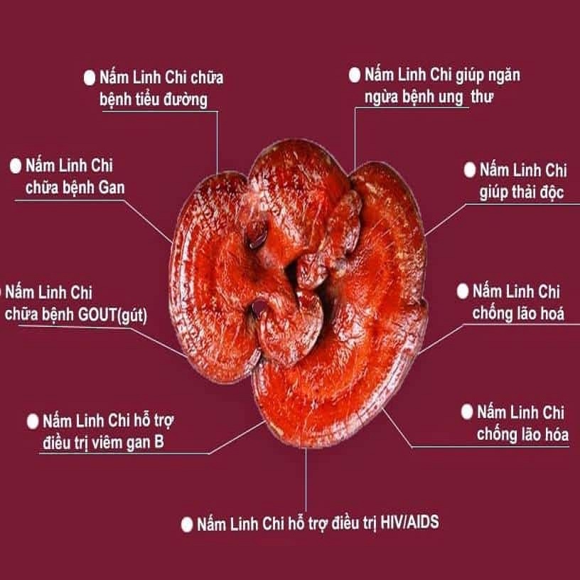 Premium Ganoderma Powder 100g - Tan Phat Herbal Medicine