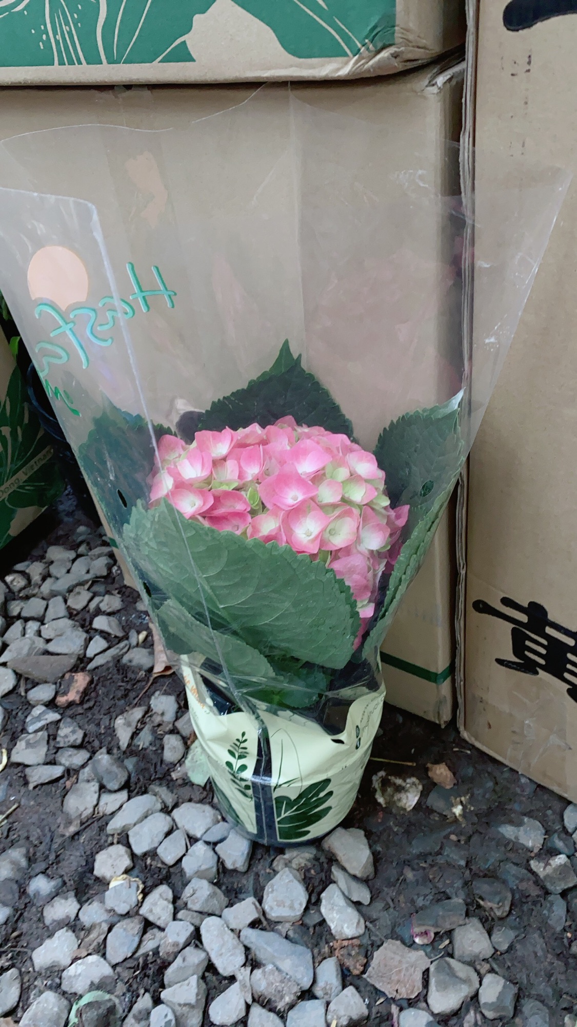 Cẩm Tú Cầu