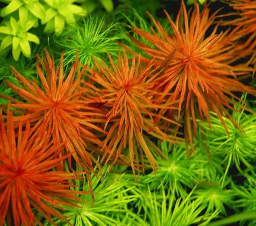 HỒNG THÁI DƯƠNG LÁ NƯỚC ( 10 nhánh)