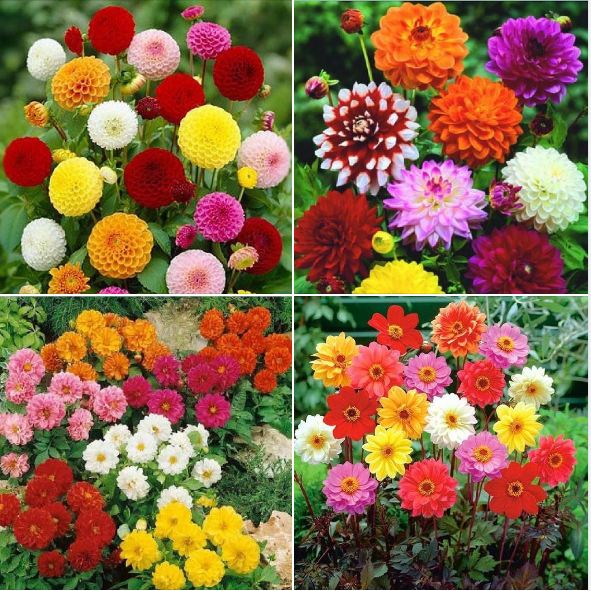Hạt giống hoa thược dược mix màu- Gói 30 hạt