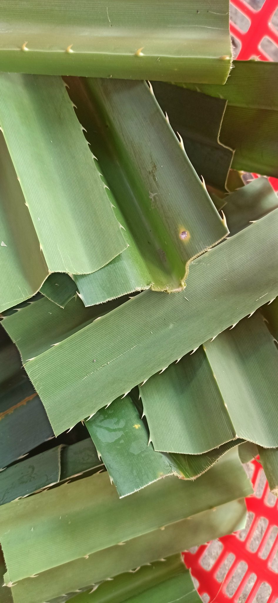 Lá dứa gai 1 kg