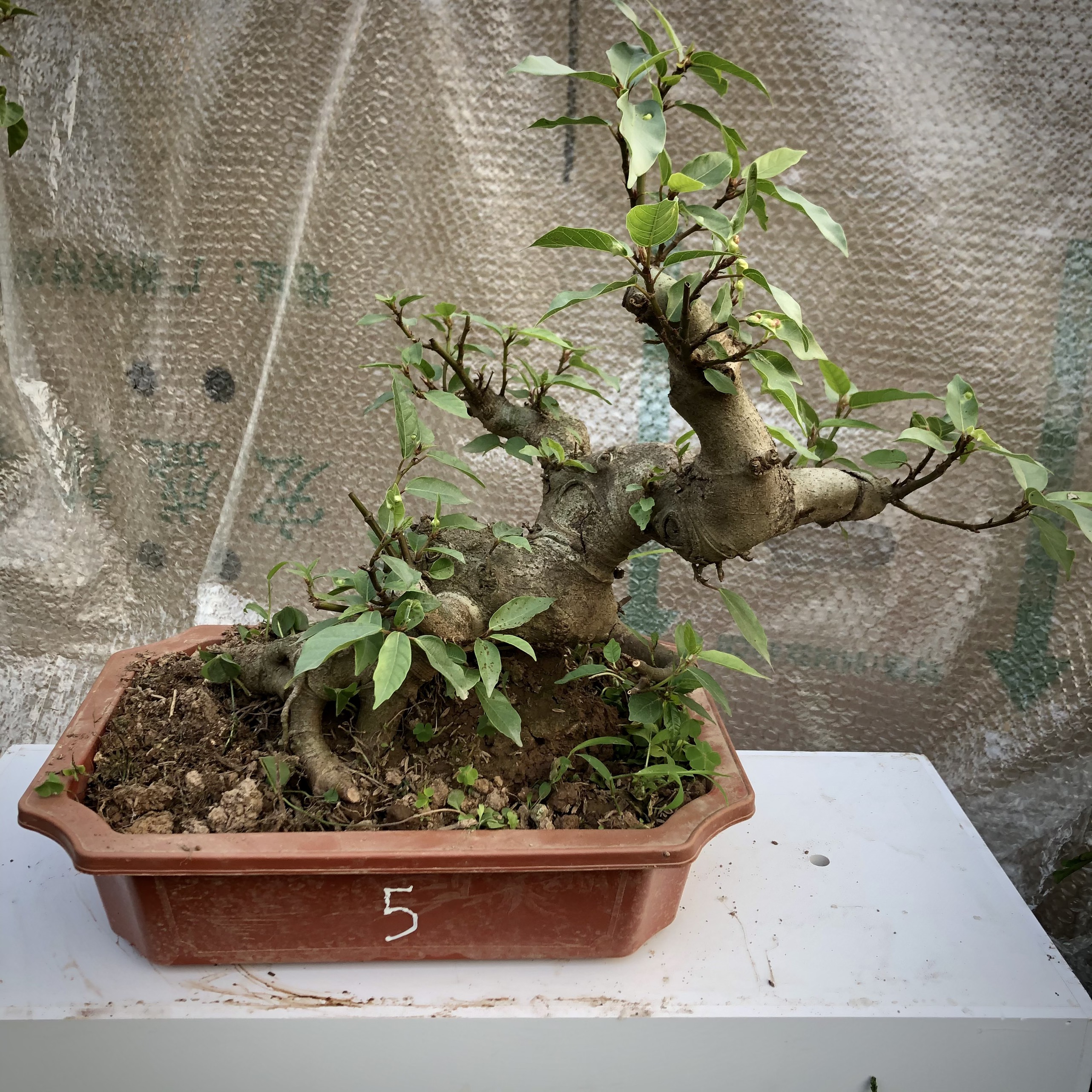 Cây sung bonsai (1-8) ảnh thật đã đánh số tùy chọn