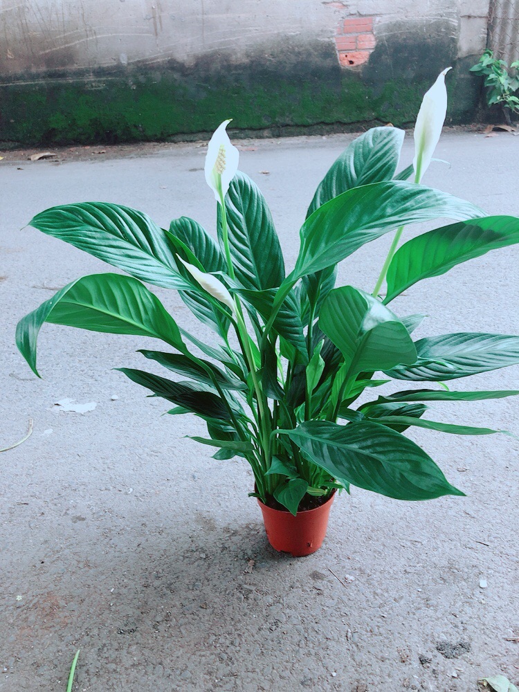Cây Lan Ý Kèm Chậu Sứ Trắng