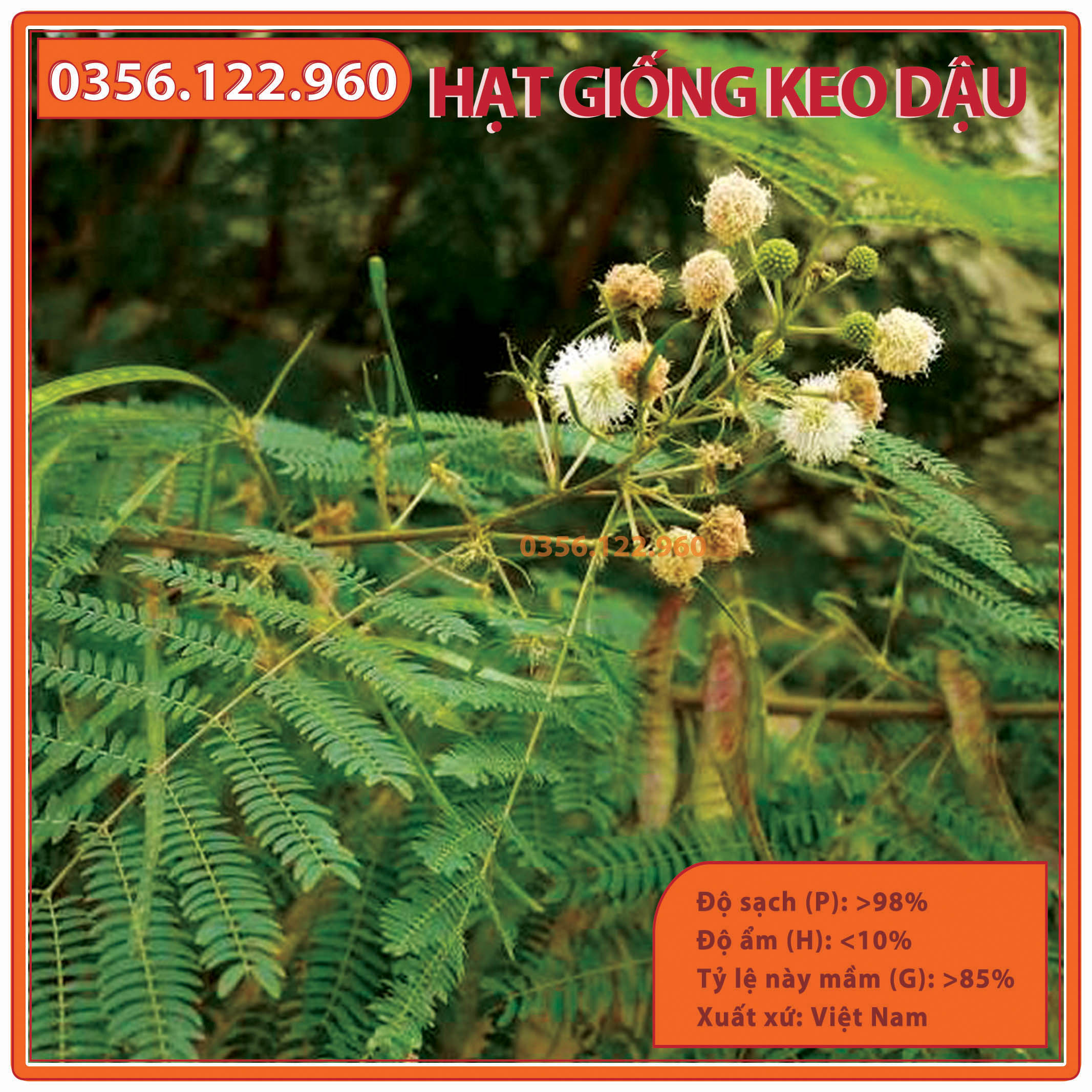 Hạt giống keo dậu - gói 200g - hạt giống táo nhơn - bọ chét - bình linh - keo giun - loại 1