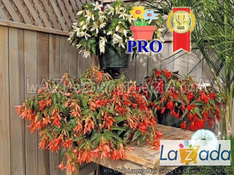 4h Hạt Giống Hoa Thu Hải Đường Rủ Santa Mix F1Pro (TL| -KD: B36*X68*M208)