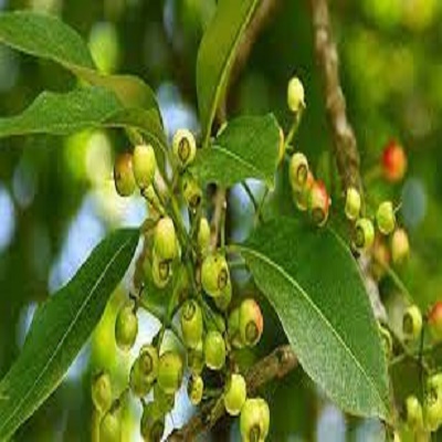 Cây giống cây lá vối nếp hái lá uống nước